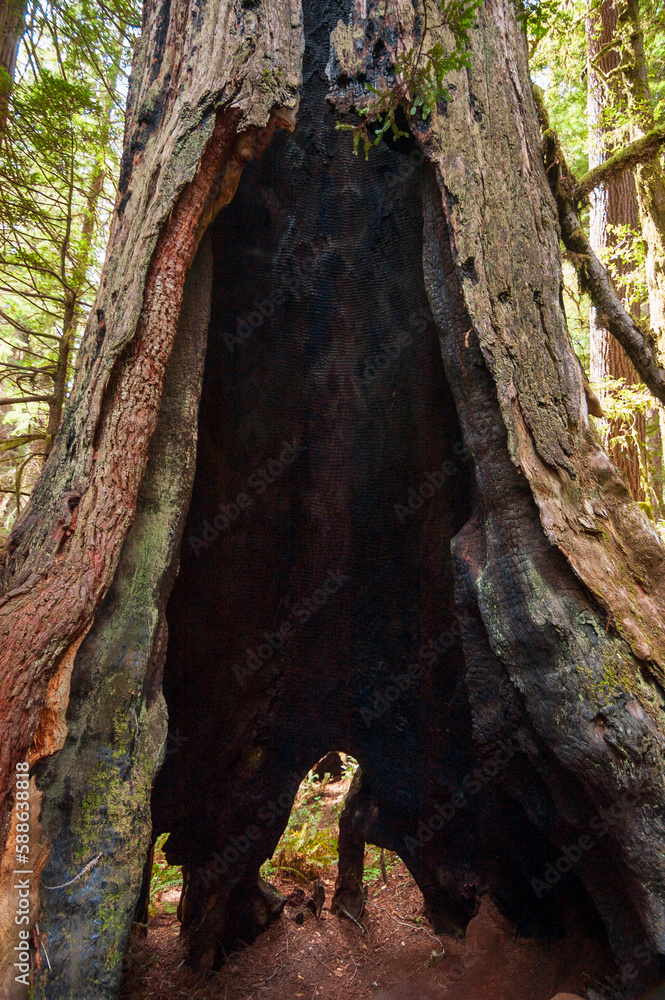 Towering Redwoods at Redwood National Park Towering Redwoods at Redwood National Park