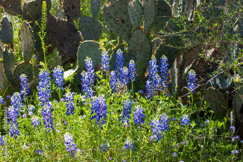 A beatuiful display and closeup of Texas Bluebonnets and Prickly Pear Cactus creates a wonderful background photo this photos was taken at Inks Lake State Park in Burnet County photo
