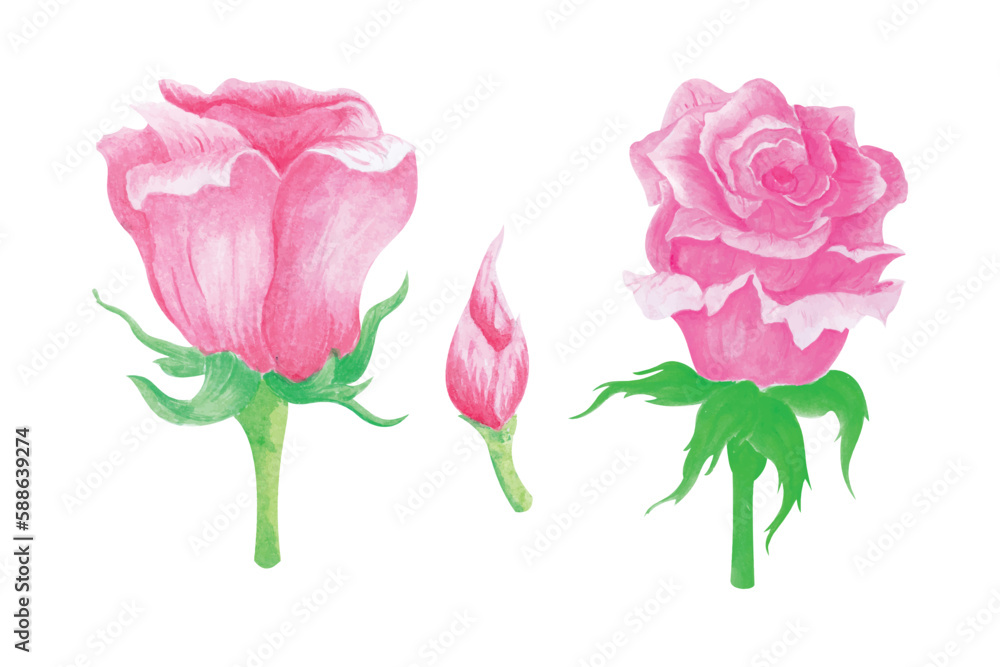 Rose flower collection on white background, hand draw watercolor vector illustration for greeting card and invitation