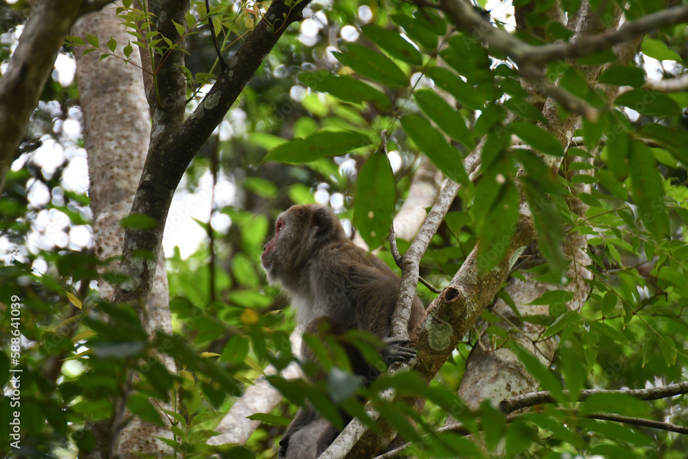 Fototapeta premium Low-angle shot of a monkey sitting on a tree branch