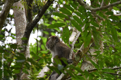 Low-angle shot of a monkey sitting on a tree branch