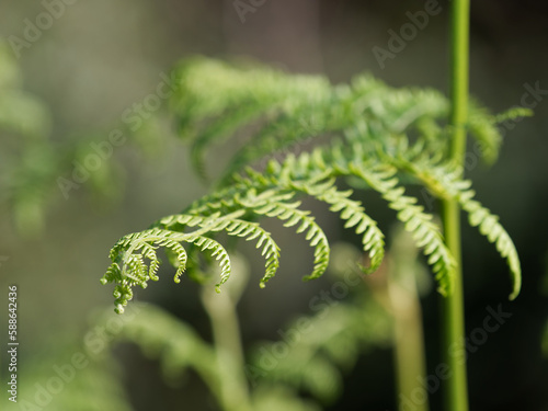 Ferns ,summer wildflowers, tysfjorden, norwgian fjords, norway photo