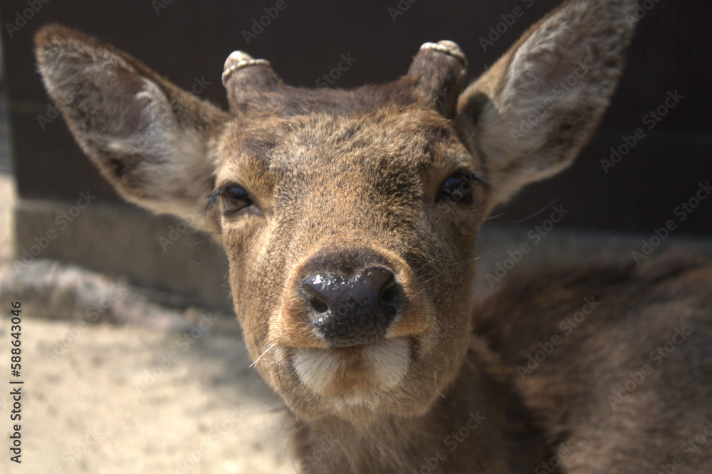 Nara Park Deer Doe Portrait Japan Nara Park Deer Doe Portrait Japan