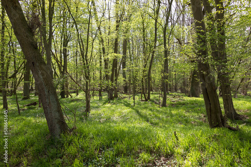 Obraz na płótnie View of a spring forest w salonie