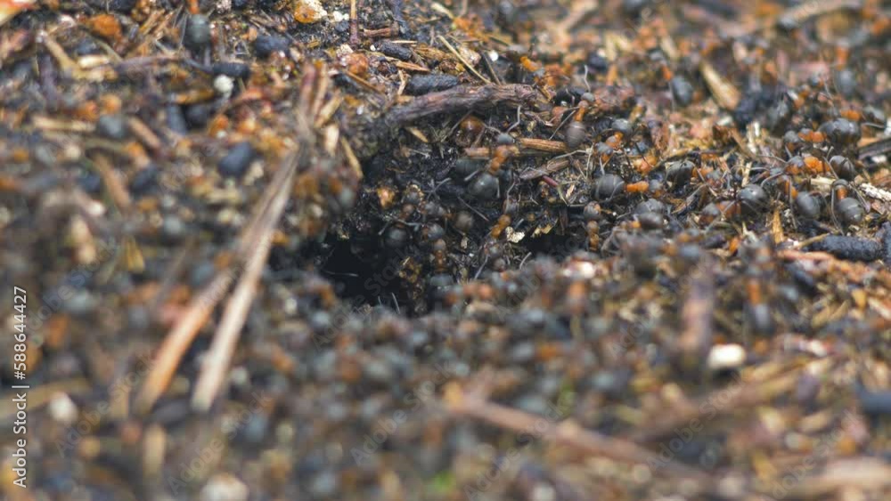 Red ants (Formica rufa) move on the nest, anthill with red wood ants in spring, work and life of ants in an anthill, overcast day, closeup macro shot, shallow depth of field Red ants (Formica rufa) move on the nest, anthill with red wood ants in spring, work and life of ants in an anthill, overcast day, closeup macro shot, shallow depth of field