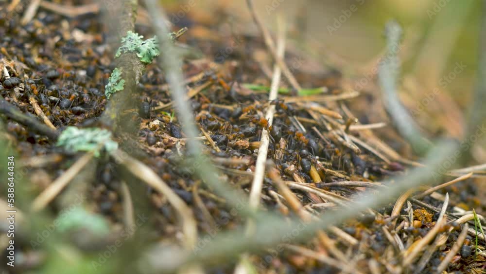 Red ants (Formica rufa) move on the nest, anthill with red wood ants in spring, work and life of ants in an anthill, overcast day, closeup macro shot, shallow depth of field Red ants (Formica rufa) move on the nest, anthill with red wood ants in spring, work and life of ants in an anthill, overcast day, closeup macro shot, shallow depth of field
