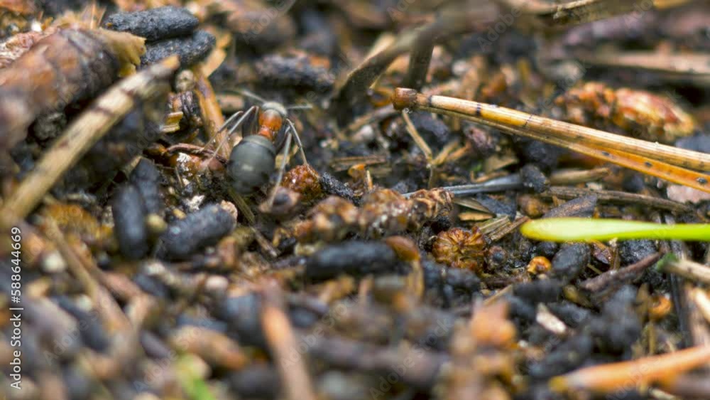 Red ants (Formica rufa) move on the nest, anthill with red wood ants in spring, work and life of ants in an anthill, overcast day, closeup macro shot, shallow depth of field Red ants (Formica rufa) move on the nest, anthill with red wood ants in spring, work and life of ants in an anthill, overcast day, closeup macro shot, shallow depth of field