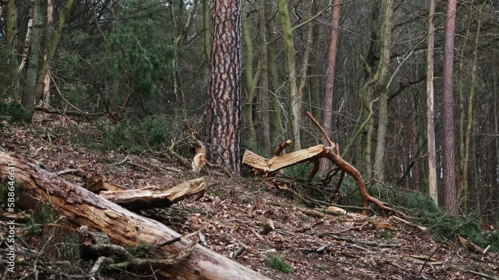 Cut Tree Stump with Broken Branches and Wood Shavings Scobs in Forest Destroyed by Lumberjack Industrial Deforestation Clearance Site Cut Tree Stump with Broken Branches and Wood Shavings Scobs in Forest Destroyed by Lumberjack Industrial Deforestation Clearance Site