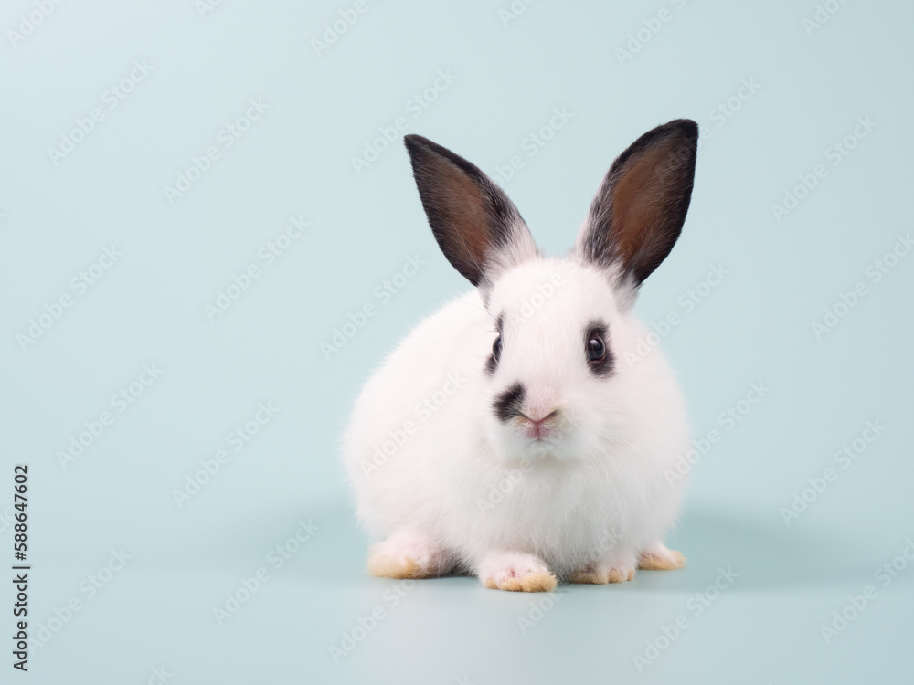 Baby white rabbit sitting on green pastel background. Lovely bunny on green pastel background. Baby white rabbit sitting on green pastel background. Lovely bunny on green pastel background.
