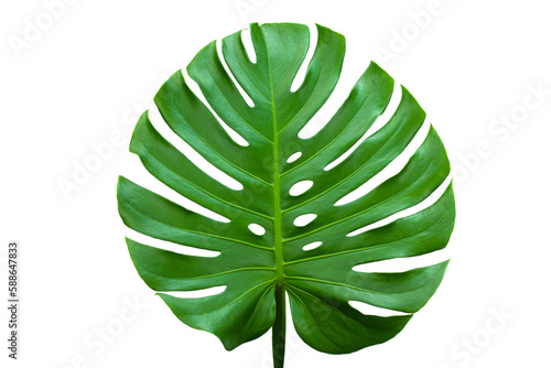 closeup beautiful Monstera leaf isolated on white background, Flat lay 