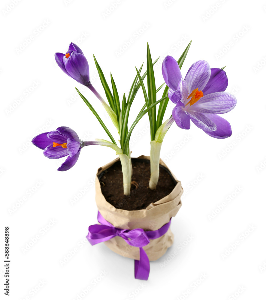 Pot with beautiful crocus flowers isolated on white background