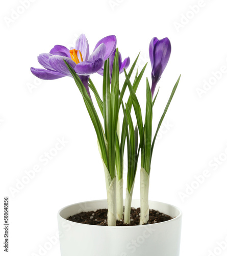 Pot with beautiful crocus flowers isolated on white background