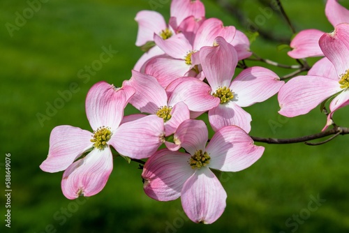 pink and white blossom