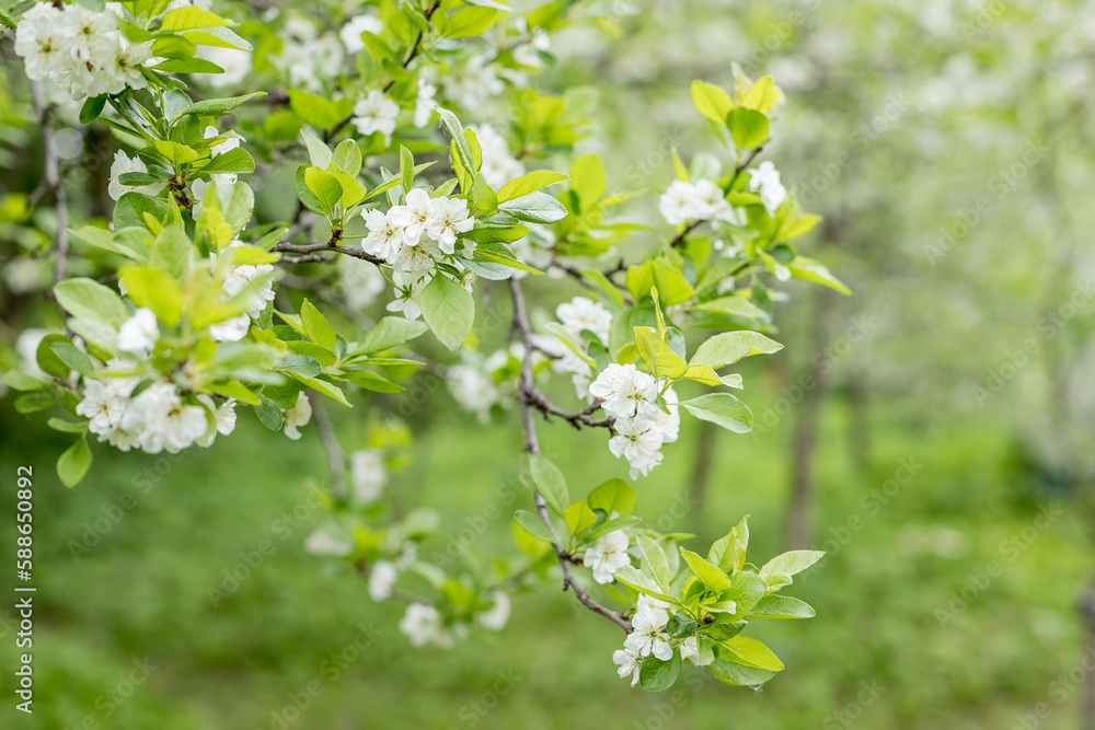 Branch with white flowers of plum tree. branches of a plum tree ,Prunus domestica, on a nice sunny day in the background in early spring Branch with white flowers of plum tree. branches of a plum tree ,Prunus domestica, on a nice sunny day in the background in early spring