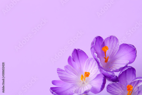 Beautiful Saffron flowers on lilac background  closeup