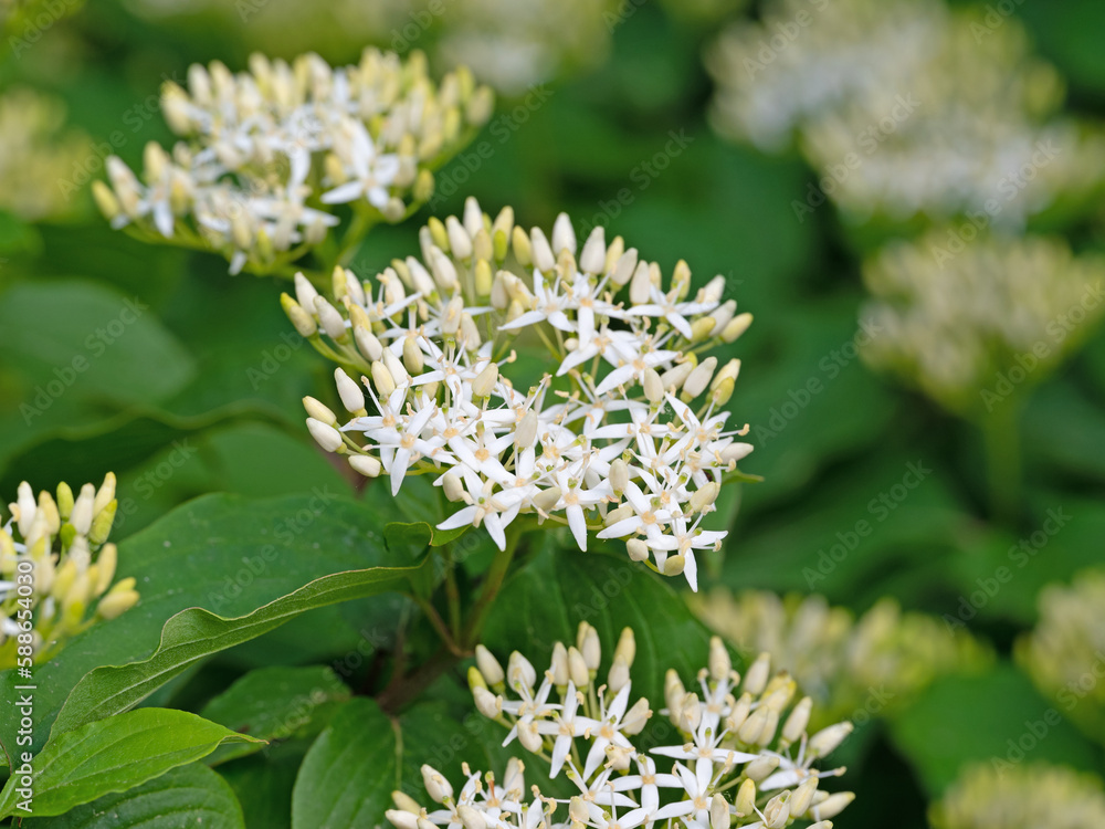 Blühender Roter Hartriegel, Cornus sanguinea Blühender Roter Hartriegel, Cornus sanguinea
