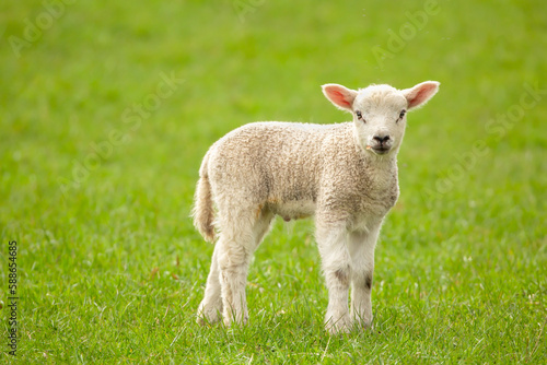 Close up of a newborn lamb in Springtime, stood in lush green field and facing forward with a leaf in his mouth and tiny flies above his head. Yorkshire Dales, UK. Horizontal. Copy space