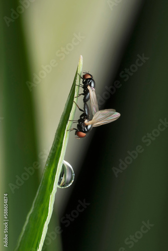 Picture winged fly, Ulidia erythrophthalma, Satara, Maharashtra, India photo