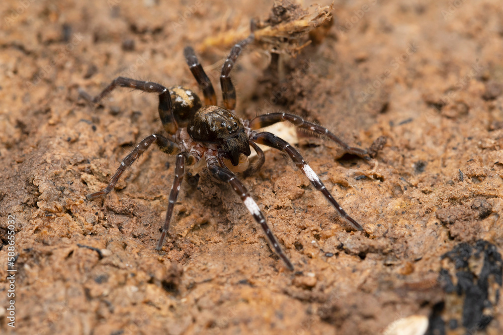 Ground wolf spider dorsal, Pardosa sumatrana, Satara, Maharashtra, India Ground wolf spider dorsal, Pardosa sumatrana, Satara, Maharashtra, India