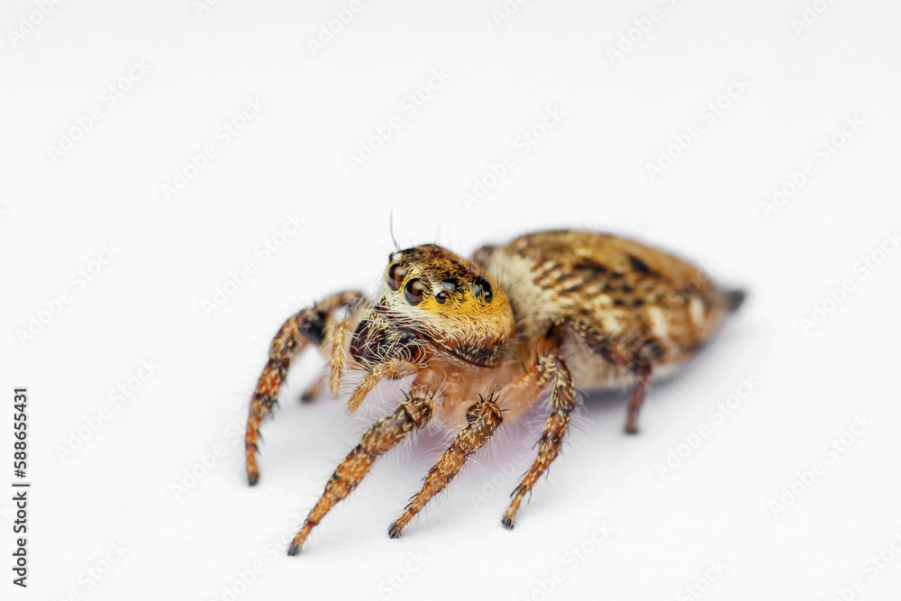Jumping spider species, Salticidae, Satara, Maharashtra, India Jumping spider species, Salticidae, Satara, Maharashtra, India