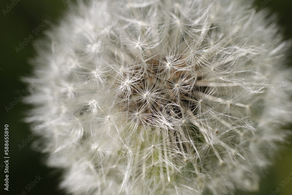 Fototapeta premium dandelion head