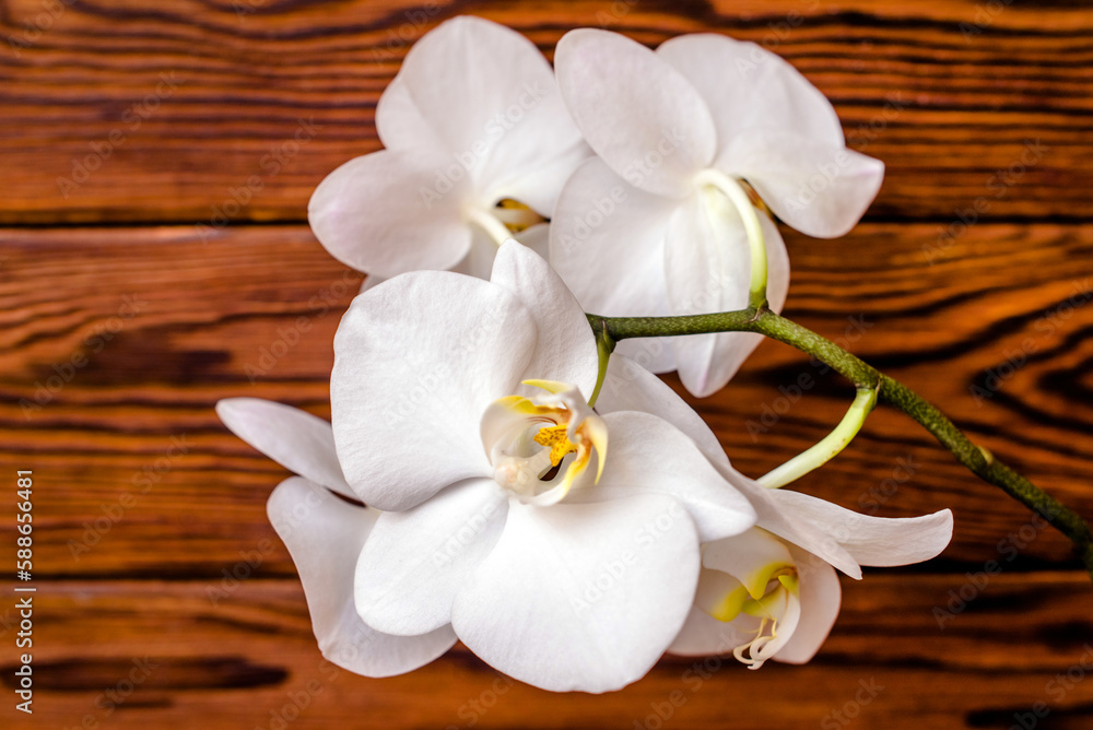 A branch of white orchids on a brown wooden background
A branch of white orchids on a brown wooden background
