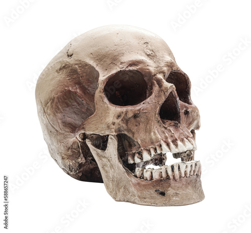 Human skull