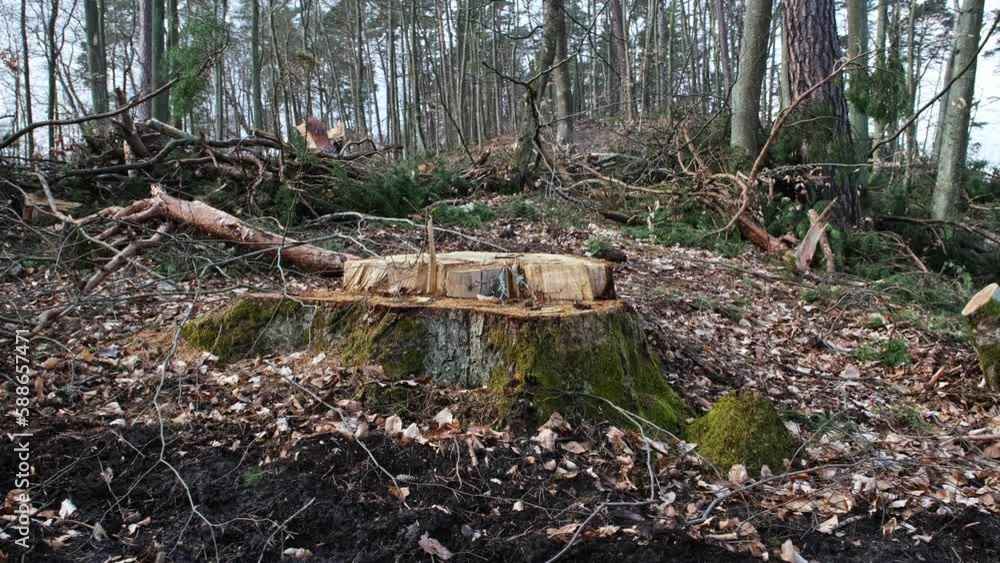 Cut Tree Stump with Broken Branches and Wood Shavings Scobs in Forest Destroyed by Lumberjack Industrial Deforestation Clearance Site Cut Tree Stump with Broken Branches and Wood Shavings Scobs in Forest Destroyed by Lumberjack Industrial Deforestation Clearance Site