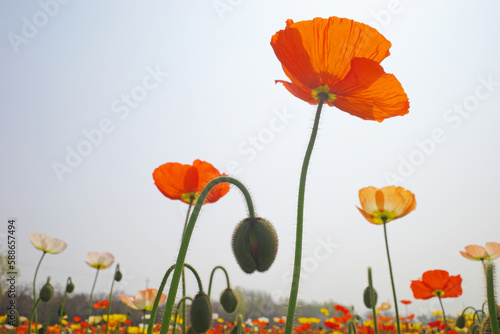 blooming icelandic poppies in garden