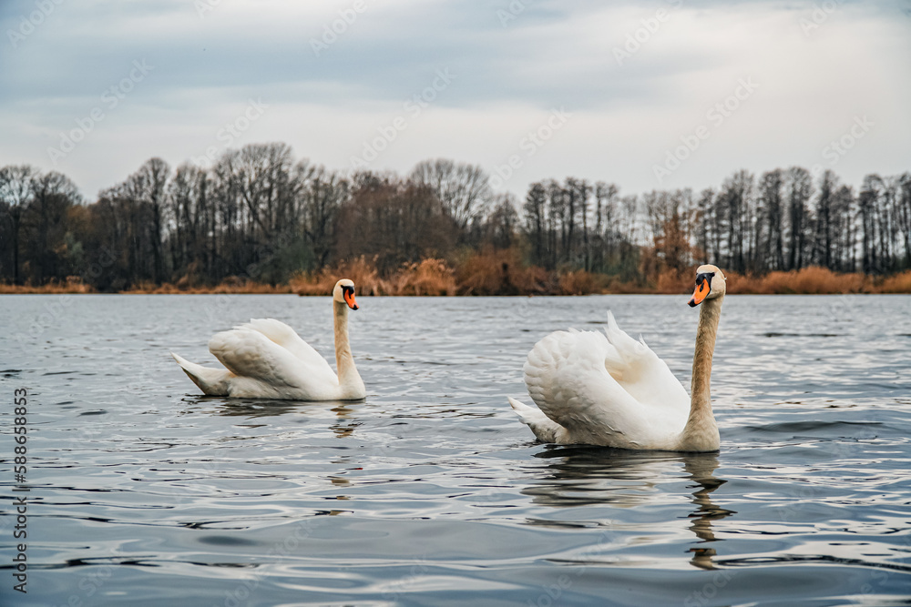 łabędzie wczesną wiosną na stawie