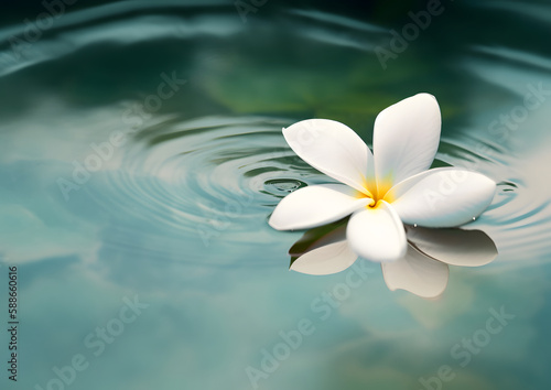 Frangipani Flower Floating on Rippling Water  Shadows and Reflections