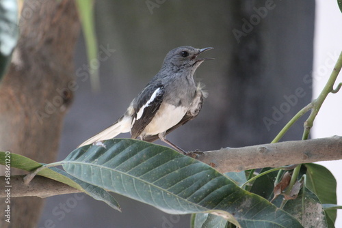 blackbird on the branch