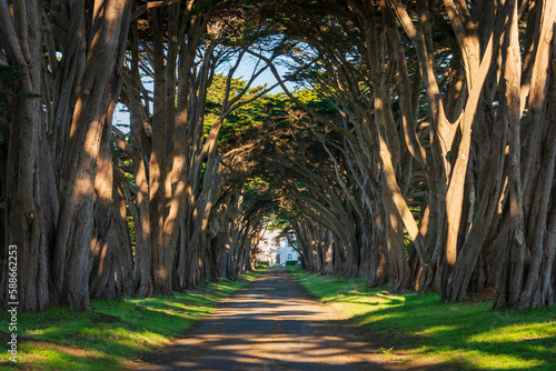 Tree Lined Road at Point Reyes National Seashore