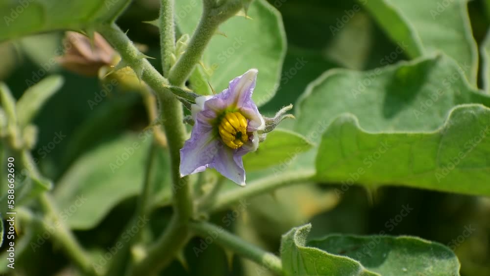 eggplant fruit flowers grow in the fields. Brinjal, eggplant, aubergine flowers which are purple in color. in the garden eggplant fruit flowers grow in the fields. Brinjal, eggplant, aubergine flowers which are purple in color. in the garden