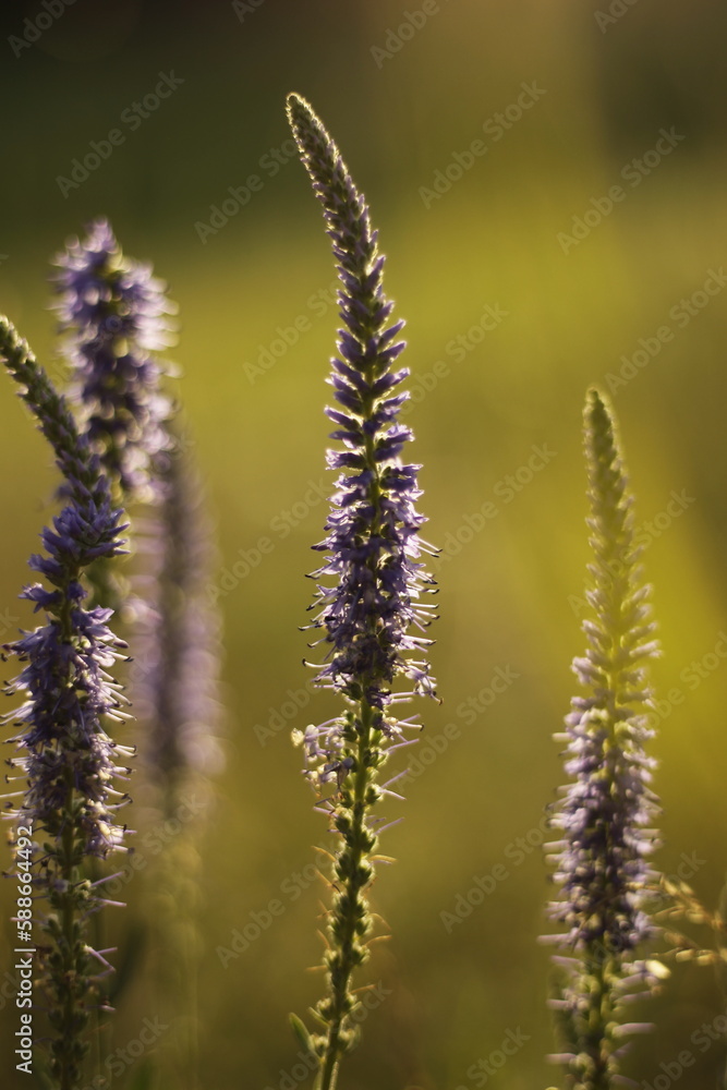 Veronica spicata flower in the field Veronica spicata flower in the field