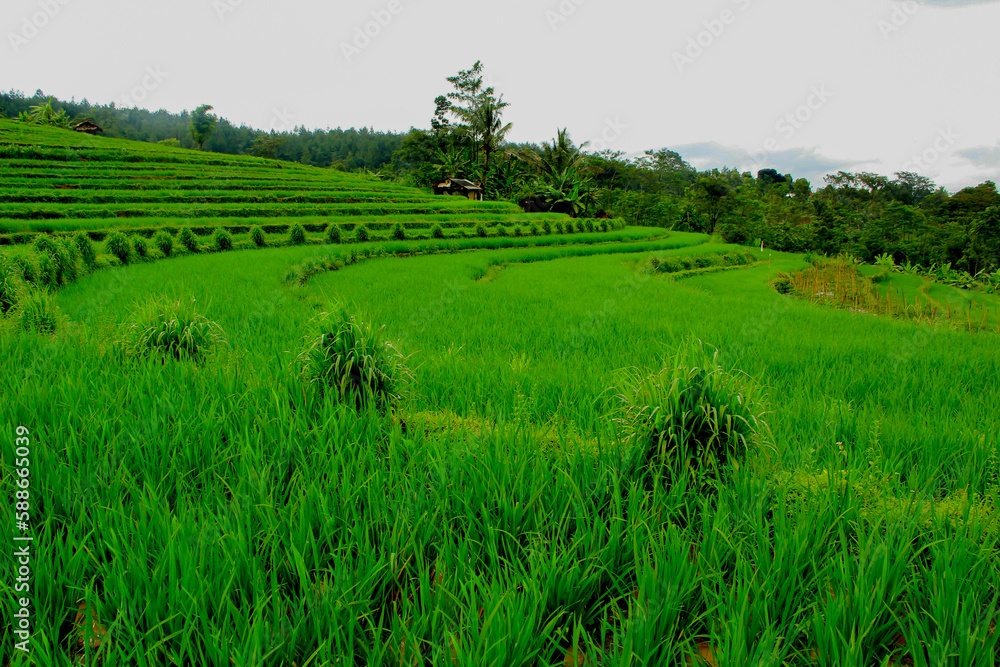 Green rice terraces landscape with cloudy sky Green rice terraces landscape with cloudy sky