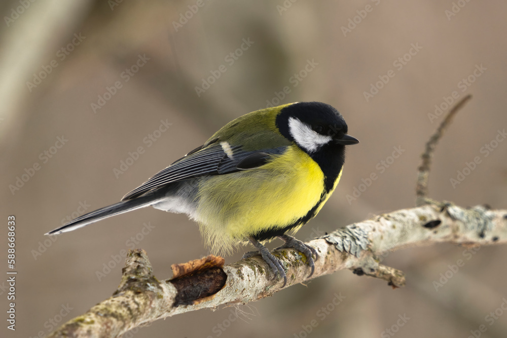 Great tit (Parus major) perched in the forest in early spring. Great tit (Parus major) perched in the forest in early spring.