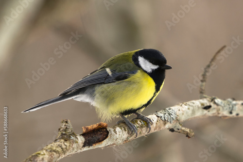 Billede på lærred Great tit (Parus major) perched in the forest in early spring.