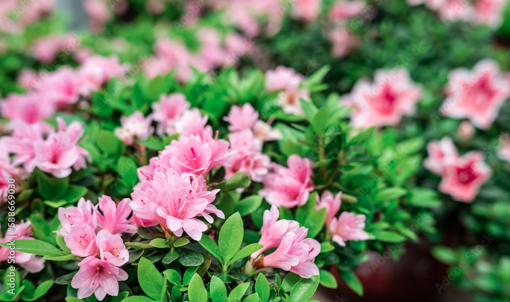 Rhododendron background material in spring blooming Rhododendron background material in spring blooming