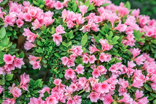 Rhododendron flower wall in spring bloom