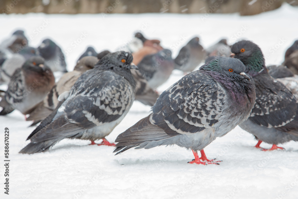Fototapeta premium A flock of pigeons on a sunny winter day in the park in the snow. Beautiful landscape with pigeons in pigeon valley. A flock of pigeons on white snow in Pigeon Valley in winter.