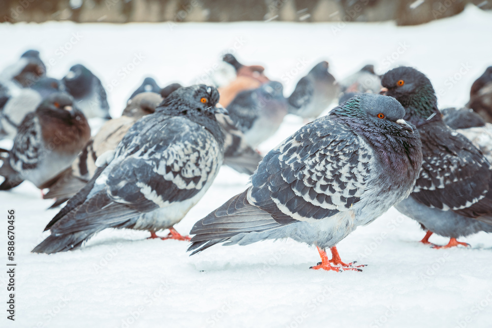 Fototapeta premium A flock of pigeons on a sunny winter day in the park in the snow. Beautiful landscape with pigeons in pigeon valley. A flock of pigeons on white snow in Pigeon Valley in winter.