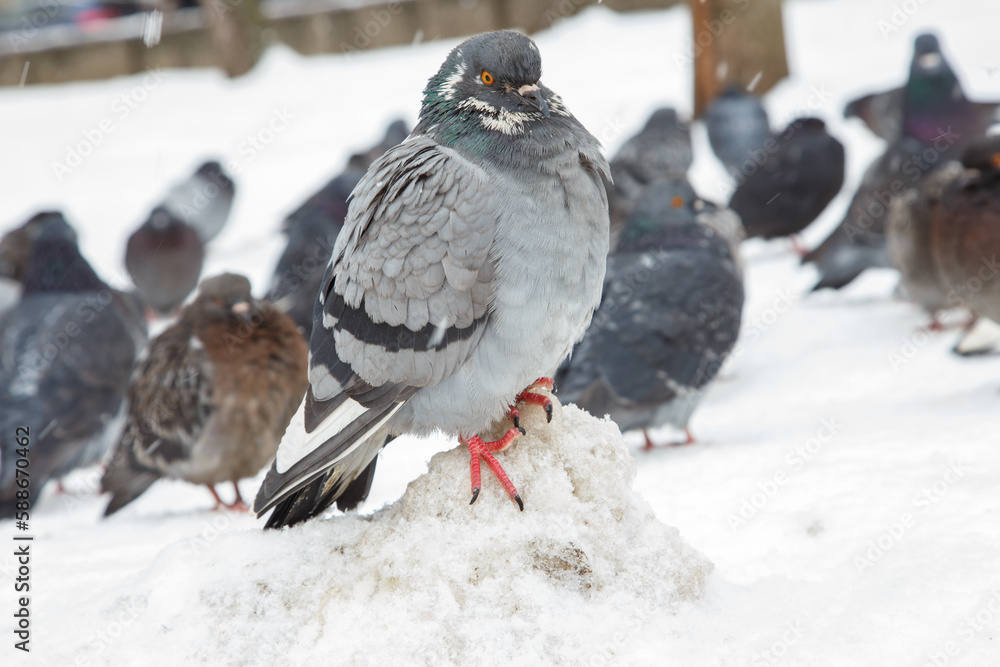 Fototapeta premium A flock of pigeons on a sunny winter day in the park in the snow. Beautiful landscape with pigeons in pigeon valley. A flock of pigeons on white snow in Pigeon Valley in winter.