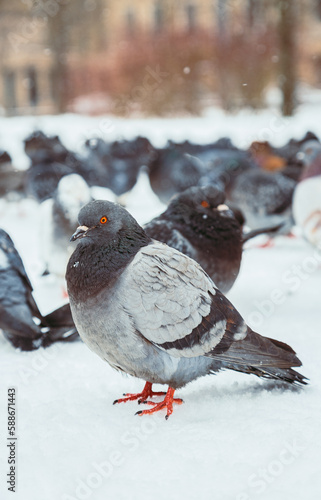 A flock of pigeons on a sunny winter day in the park in the snow. Beautiful landscape with pigeons in pigeon valley. A flock of pigeons on white snow in Pigeon Valley in winter.