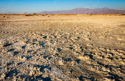 The Beach at the Salton Sea Filled with Dead Fish