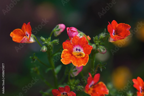 Nemesia flower plant close up. Orange and red flowers nemesia blooming. Flowers of nemesia. Colorful floral background. photo