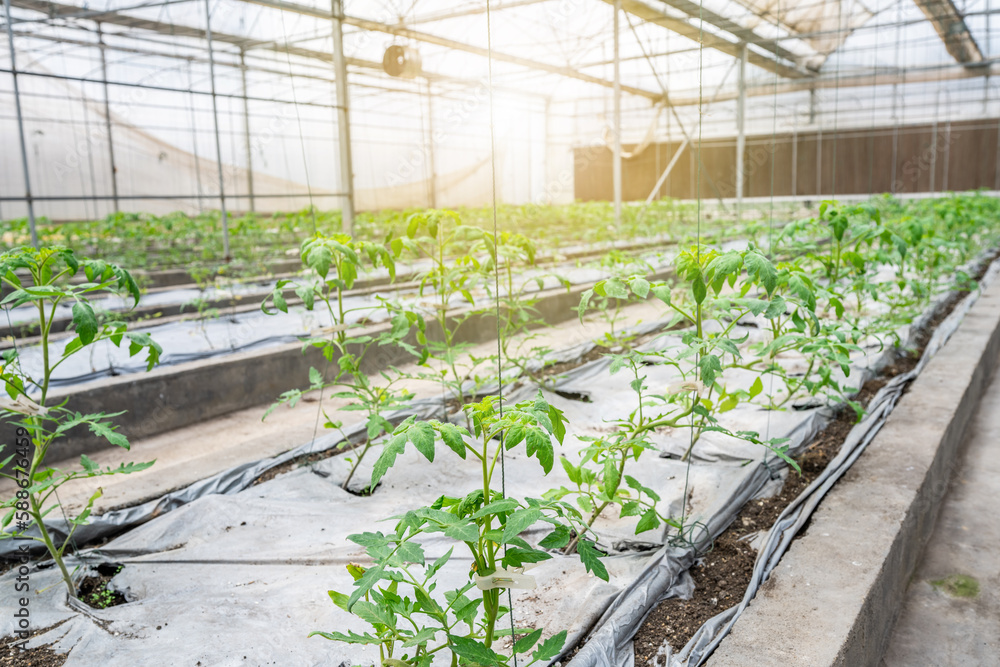Organic tomatoes grown in a greenhouse