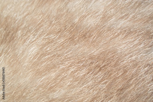 ベージュ色のネコの毛並みのクローズアップ