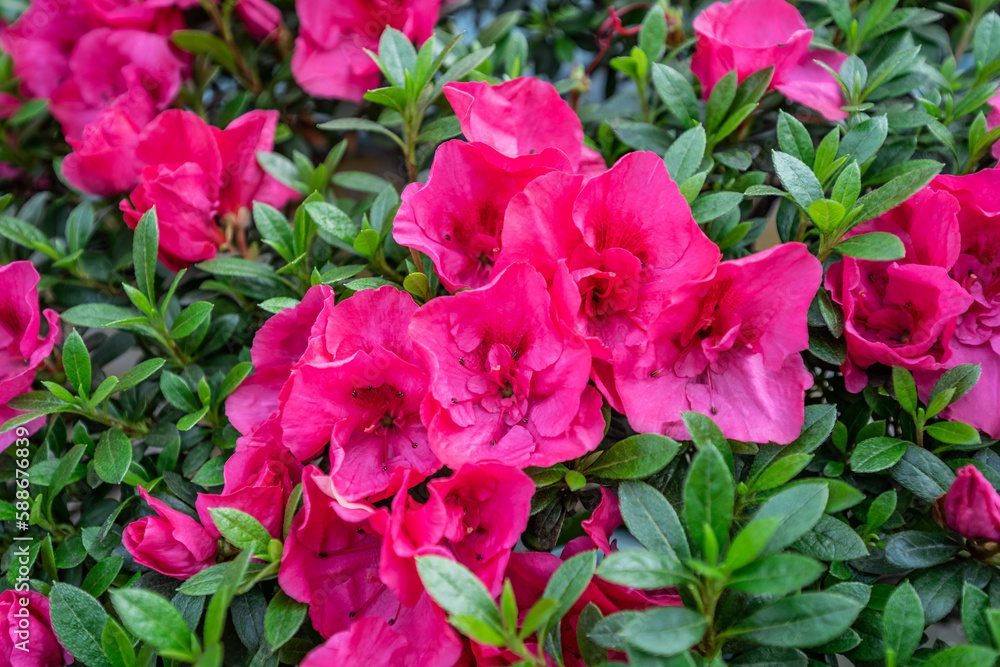 Rose red rhododendrons blooming in spring