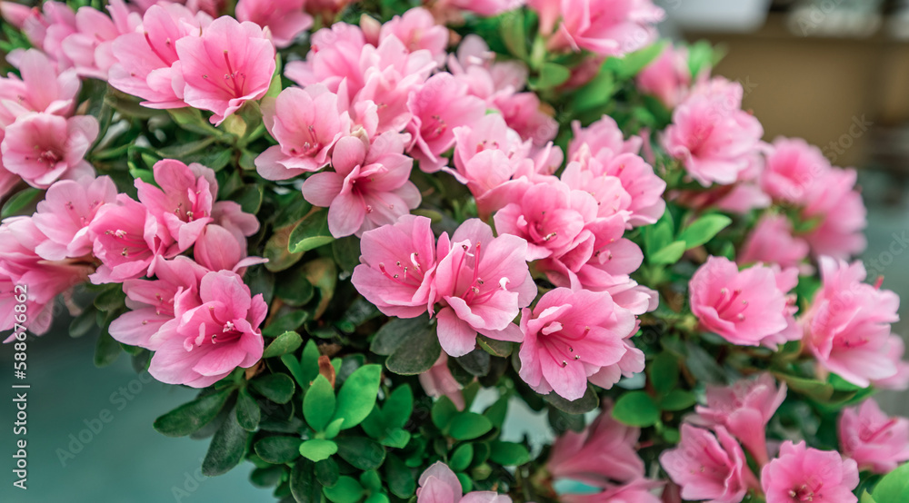 Rhododendron background material in spring blooming